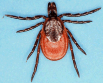 blackleggd_tick